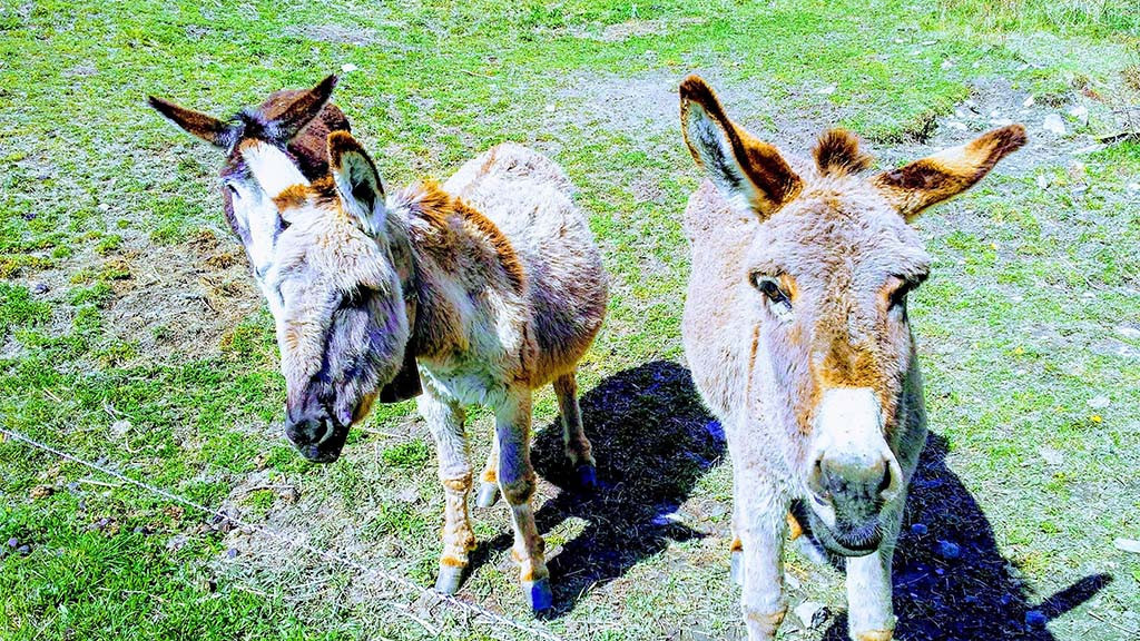 Learn_French,_English_or_German_in_Switzerland_-_Liddes_-_Spring_-_Donkey